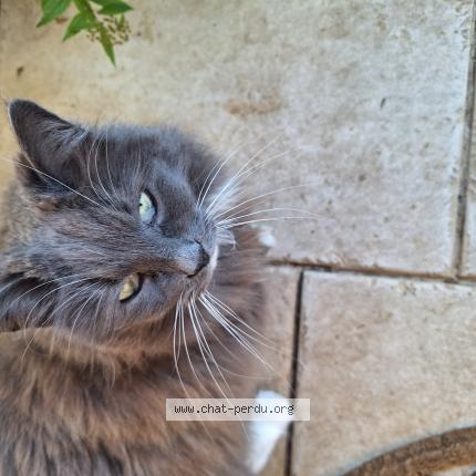 Photo 1/1 Chat retrouvé Trouvé à Fontaine Les Dijon