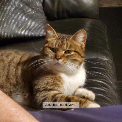 Photo 1/1 Mao Chat perdu à Scherwiller