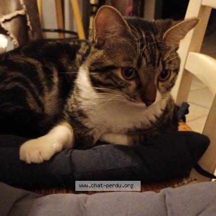 Photo 1/1 UPPY Chat perdu à Cheffois