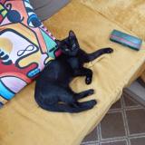 Photo de chat perdu à 29200 Brest