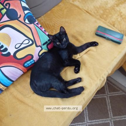 Photo 1/1 Chat retrouvé Perdu à 29200 brest