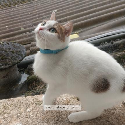 Photo de chat perdu à Bonneval