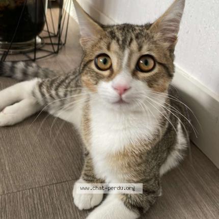 Photo 1/1 Chat retrouvé Perdu à Landivisiau