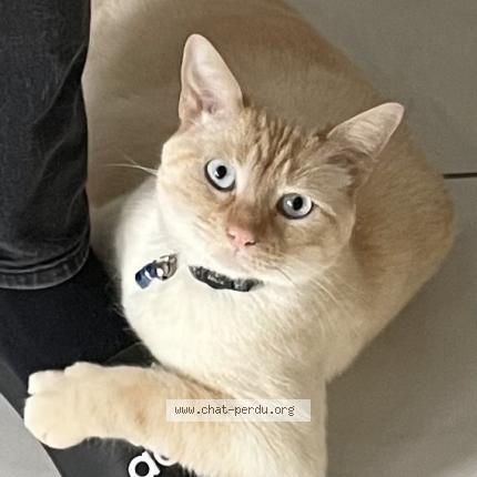 Photo de chat perdu à Brest