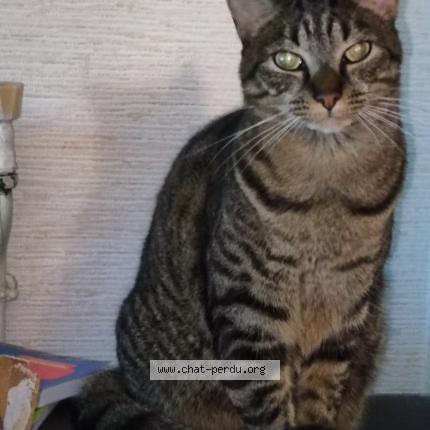Photo 1/1 Chat retrouvé Perdu à Niort