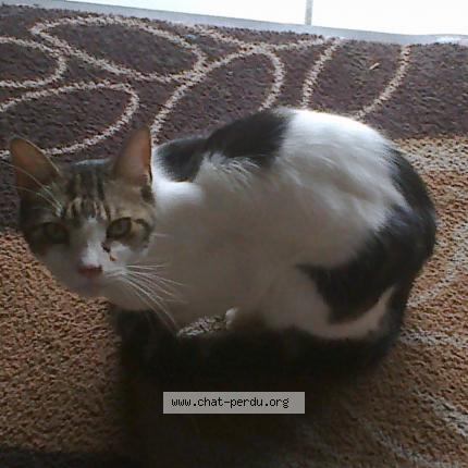 Photo de chat trouvé à Bourret