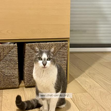 Photo de chat trouvé à Rennes