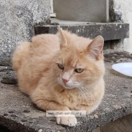 Photo 1/1 Chat retrouvé Trouvé à Artannes Sur Indre