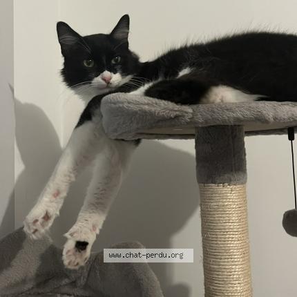 Photo de chat perdu à Aussonne