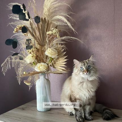 Photo de chat perdu à Begaar