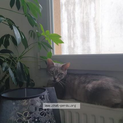 Photo 1/1 Chat retrouvé Perdu à Frotey Les Vesoul