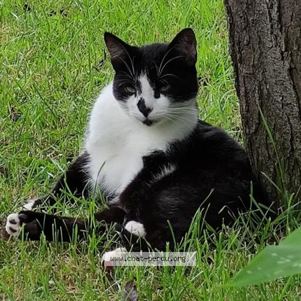 Photo de chat perdu à Varennes Vauzelles
