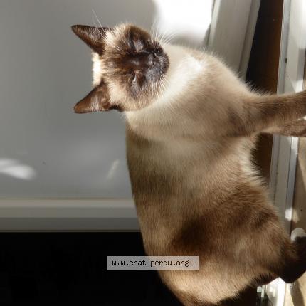 Photo de chat perdu à Pessac