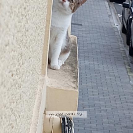 Photo 1/1 tigresse Chat perdu à Lievin