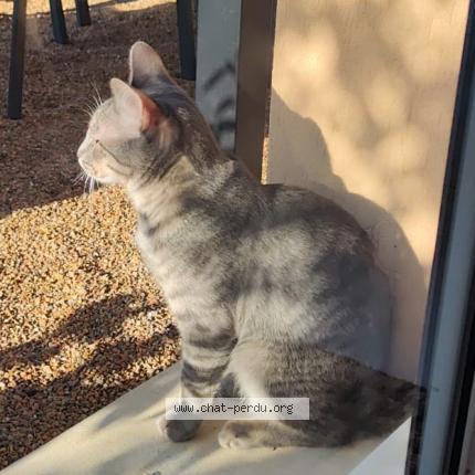 Photo de chat perdu à Grasse