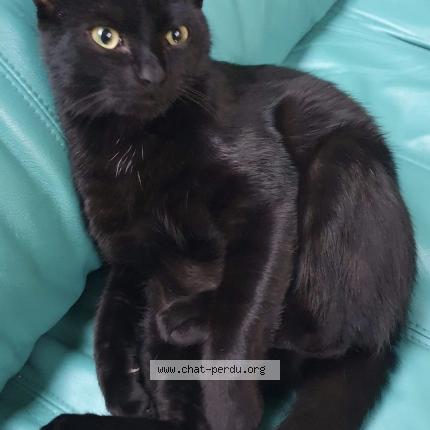 Photo 1/1 Cachou Chat perdu à Saulnieres