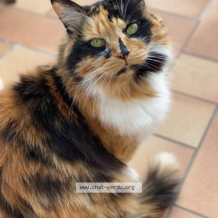 Photo de chat perdu à Franconville