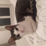 Photo de chat trouvé à Le Mans