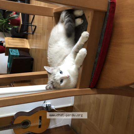 Photo de chat perdu à Illkirch