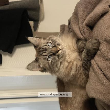 Photo 1/1 Chat retrouvé Perdu à Saint Ouen Sur Seine