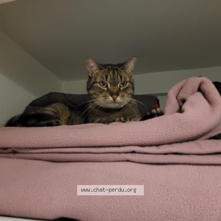 Photo 1/1 Chat retrouvé Perdu à Le chesnay