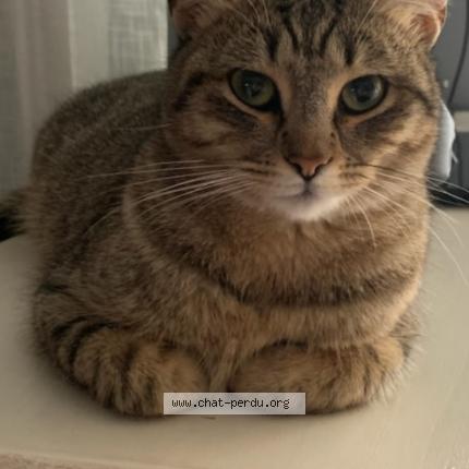 Photo 1/1 Harley Chat perdu à La bouilladisse