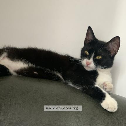 Photo 1/2 Chat retrouvé Perdu à Montreuil