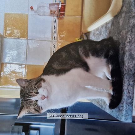Photo 1/1 Chat retrouvé Perdu à Tonnay Charente