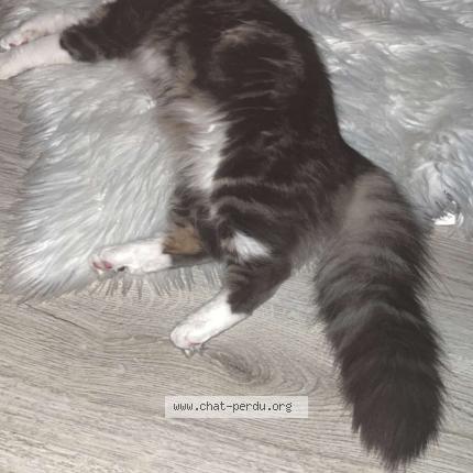 Photo 1/1 Chat retrouvé Perdu à Le Havre