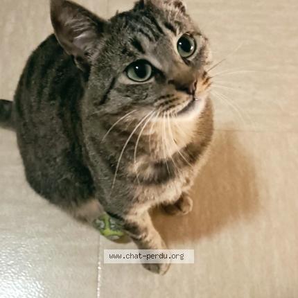 Photo de chat perdu à Montivilliers