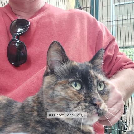 Photo 1/1 Chat retrouvé Perdu à Biarritz