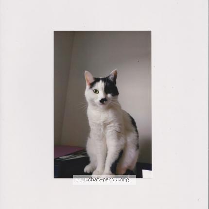 Photo de chat perdu à Berrien