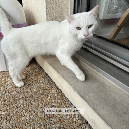 Photo de chat perdu à Merignac