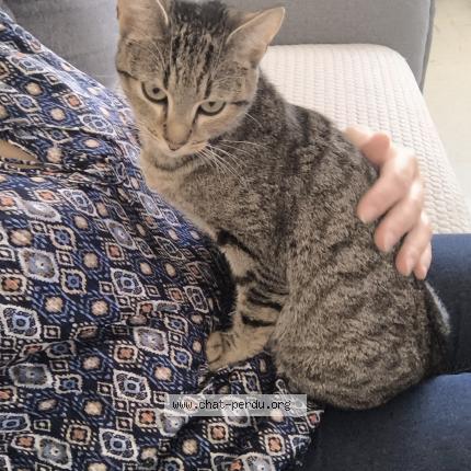 Photo 1/1 Chat retrouvé Perdu à Acheres