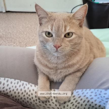 Photo 1/1 Simba Chat perdu à Le havre