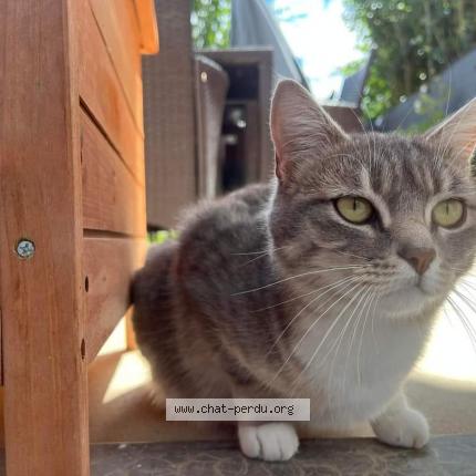 Photo de chat perdu à Douvaine