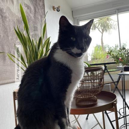Photo de chat perdu à Plechatel