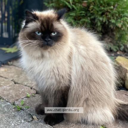 Photo 1/1 Jules Chat perdu à Notre dame de l ile perrot