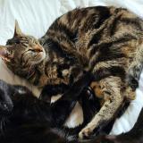 Photo de chat perdu à Dole