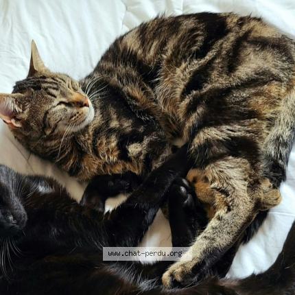 Photo 1/1 Chat retrouvé Perdu à Dole