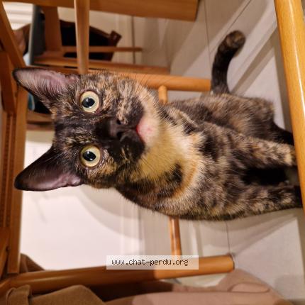 Photo 1/1 Chat retrouvé Perdu à Saint Vrain