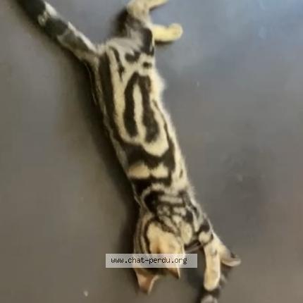 Photo de chat perdu à Les Arcs