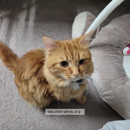 Photo 1/1 Toulouse Chat perdu à Savigny sur orge