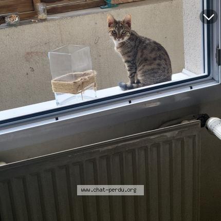 Photo de chat perdu à Nantes