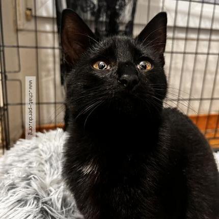 Photo 1/3 Chat retrouvé Trouvé à Corbeil Essonne