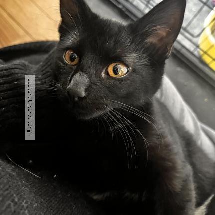 Photo 2/3 Chat retrouvé Trouvé à Corbeil Essonne