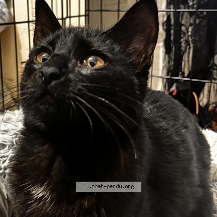 Photo 3/3 Chat retrouvé Trouvé à Corbeil Essonne