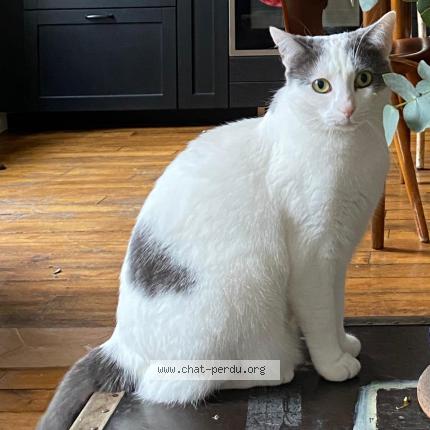 Photo 1/1 Chat retrouvé Perdu à Paris 18e Arrondissement 75
