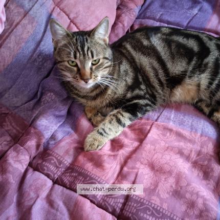 Photo 1/1 Frederic GINGUENE Chat perdu à Saint jacques de la lande