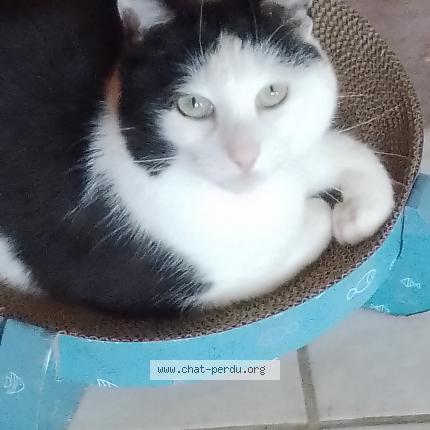 Photo 1/1 Chat retrouvé Perdu à Lannilis